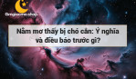 Nằm mơ thấy bị chó cắn: Ý nghĩa và điều báo trước gì?